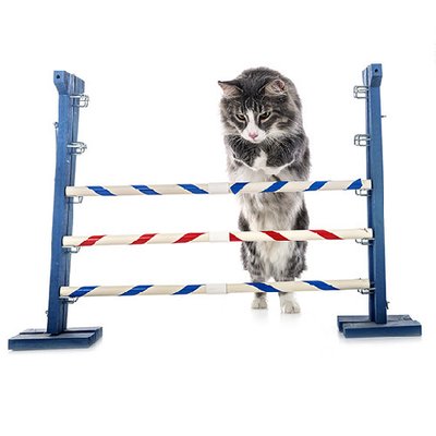 Maine coon - photo 10