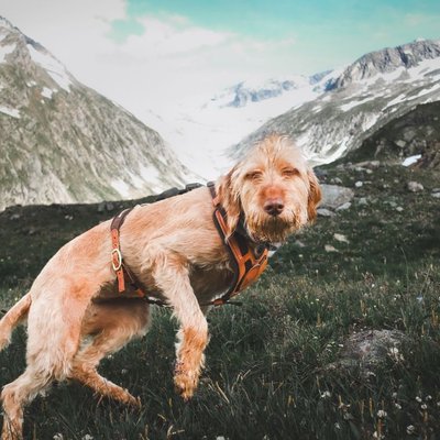 Spinone - Spinone : quel prix pour un chiot ?