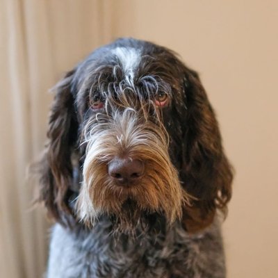 Spinone - Morphologie du Spinone