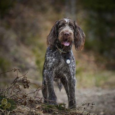 Spinone - Conditions de vie du Spinone