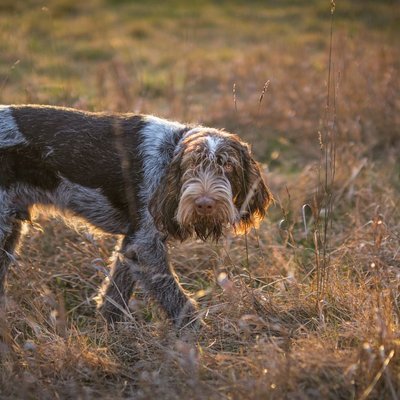 Spinone - Caractère du Spinone