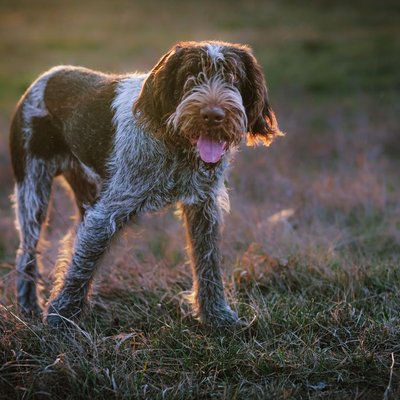 Spinone - Points sensibles