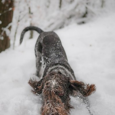 Spinone - Quelles sont les couleurs de pelage du Spinone ?