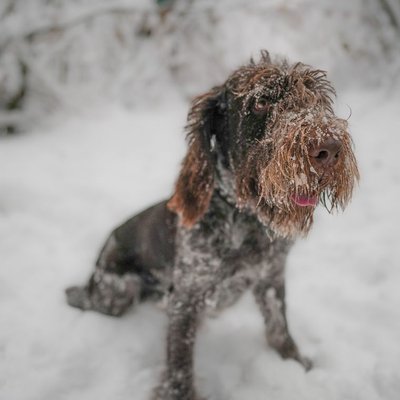 Spinone - Sélectionner un élevage de chiot Spinone