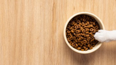 Bol de croquettes pour chat et patte de chat