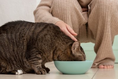 Chat tigré qui mange dans sa gamelle