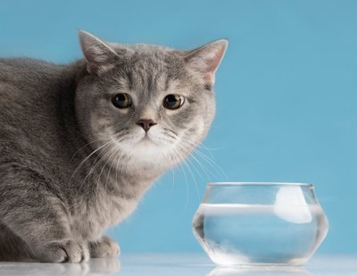 Chat gris à côté d'un bol d'eau