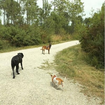Malinois - photo 18