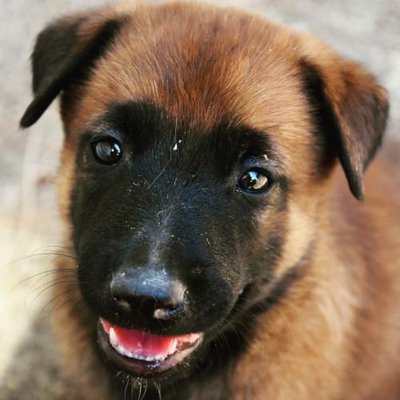 Malinois - photo 26