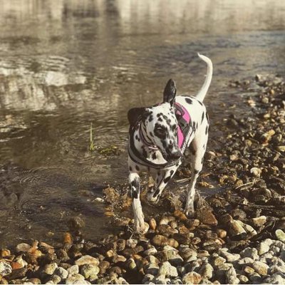 Dalmatien - photo 3