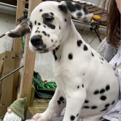 Dalmatien - photo 8