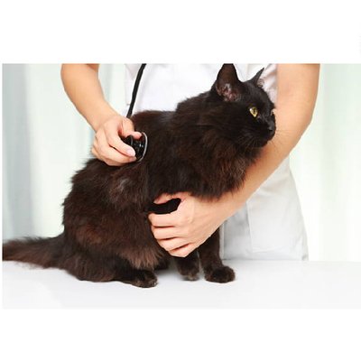 Maine coon - photo 11