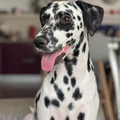 Dalmatien - photo 12
