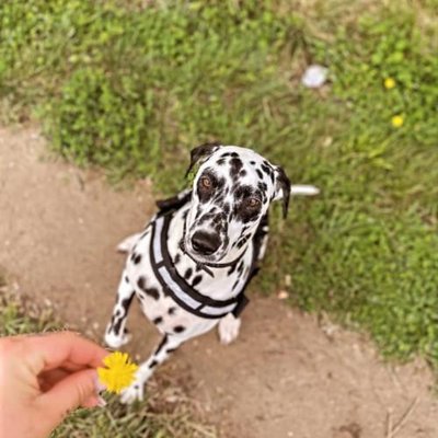 Dalmatien - photo 16