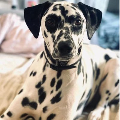 Dalmatien - photo 18