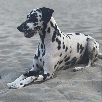 Dalmatien - photo 19