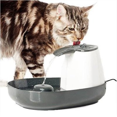 Maine coon - photo 12