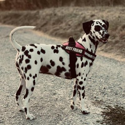 Dalmatien - photo 5
