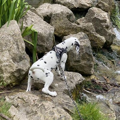 Dalmatien - photo 4
