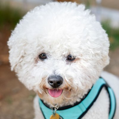 Bichon Frisé - Condition de vie du Bichon frisé