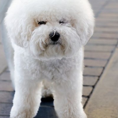 Bichon Frisé - Activité & Caractère du Bichon frisé
