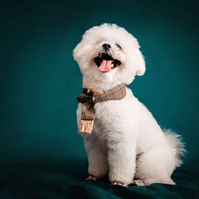 Bichon Frisé - Le pelage du Bichon frisé