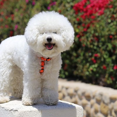 Bichon Frisé