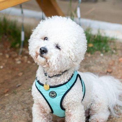 Bichon Frisé
