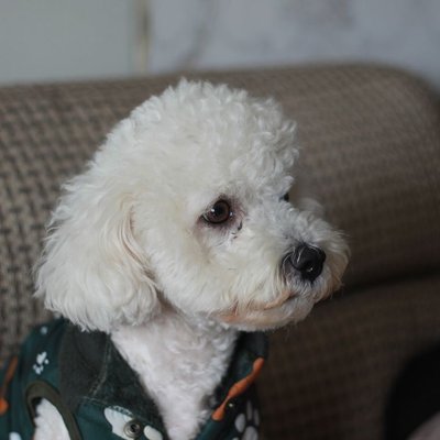 Bichon Frisé