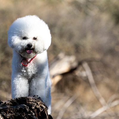Bichon Frisé - Maladie du Bichon frisé