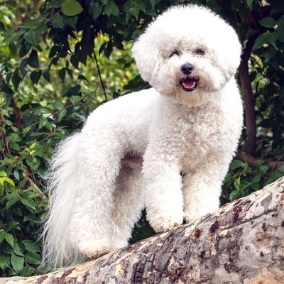 Bichon Frisé