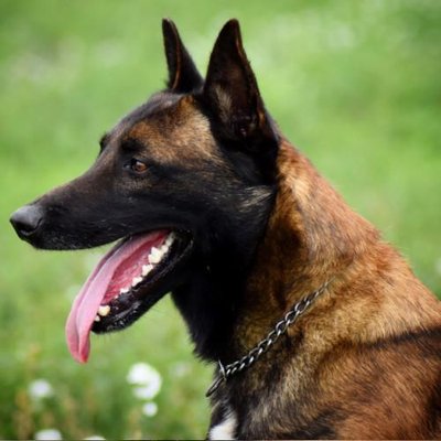 Malinois - photo 1