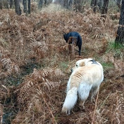 Golden Retriever - photo 3