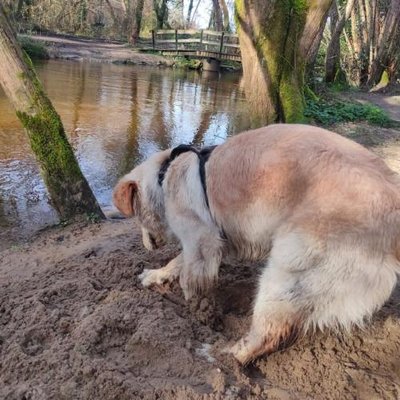 Golden Retriever - photo 4