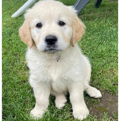 Golden Retriever - photo 5