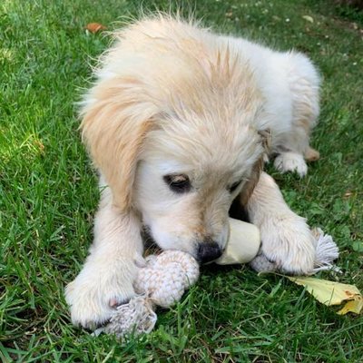 Golden Retriever - photo 6