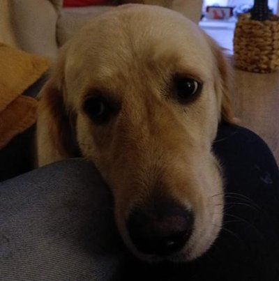 Golden Retriever - photo 7