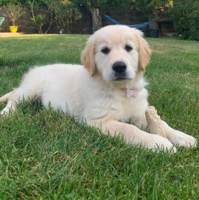 Golden Retriever - photo 21