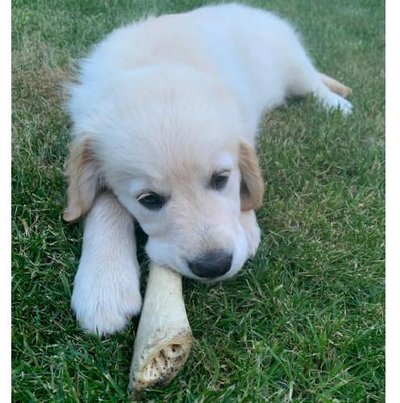 Golden Retriever - photo 22