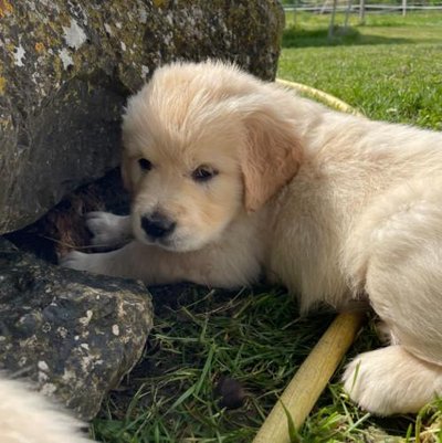 Golden Retriever - photo 25