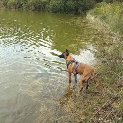 Malinois - photo 2