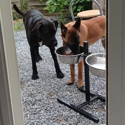 Malinois - photo 5