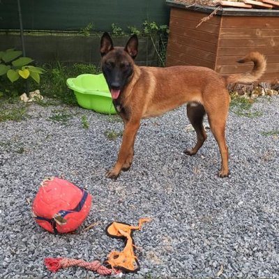 Malinois - photo 3