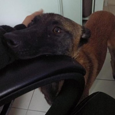 Malinois - photo 4