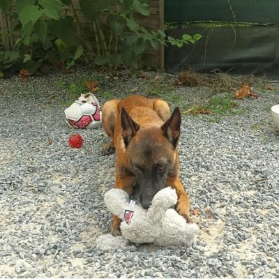 Malinois - photo 19