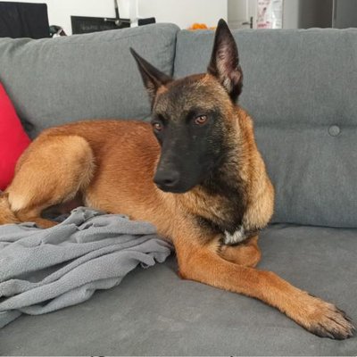 Malinois - photo 24