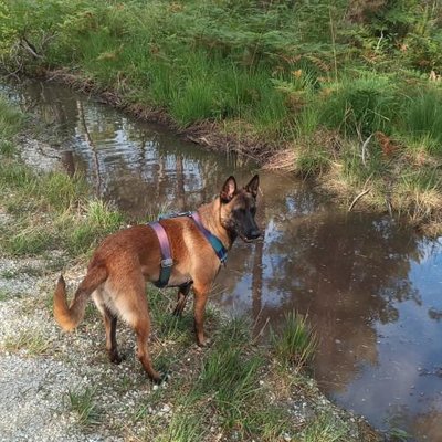 Malinois - photo 25