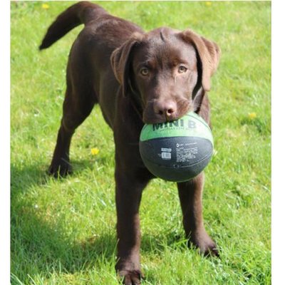 Labrador Retriever - photo 2