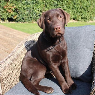 Labrador Retriever - photo 5