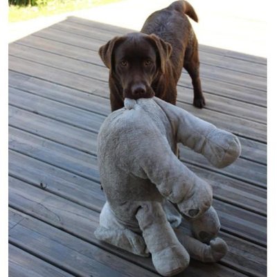 Labrador Retriever - photo 3